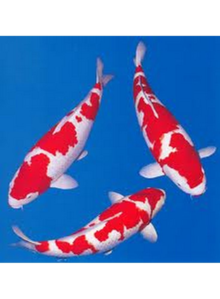 Carpa Koi Kohaku 12-14 cm N° 1 esemplare