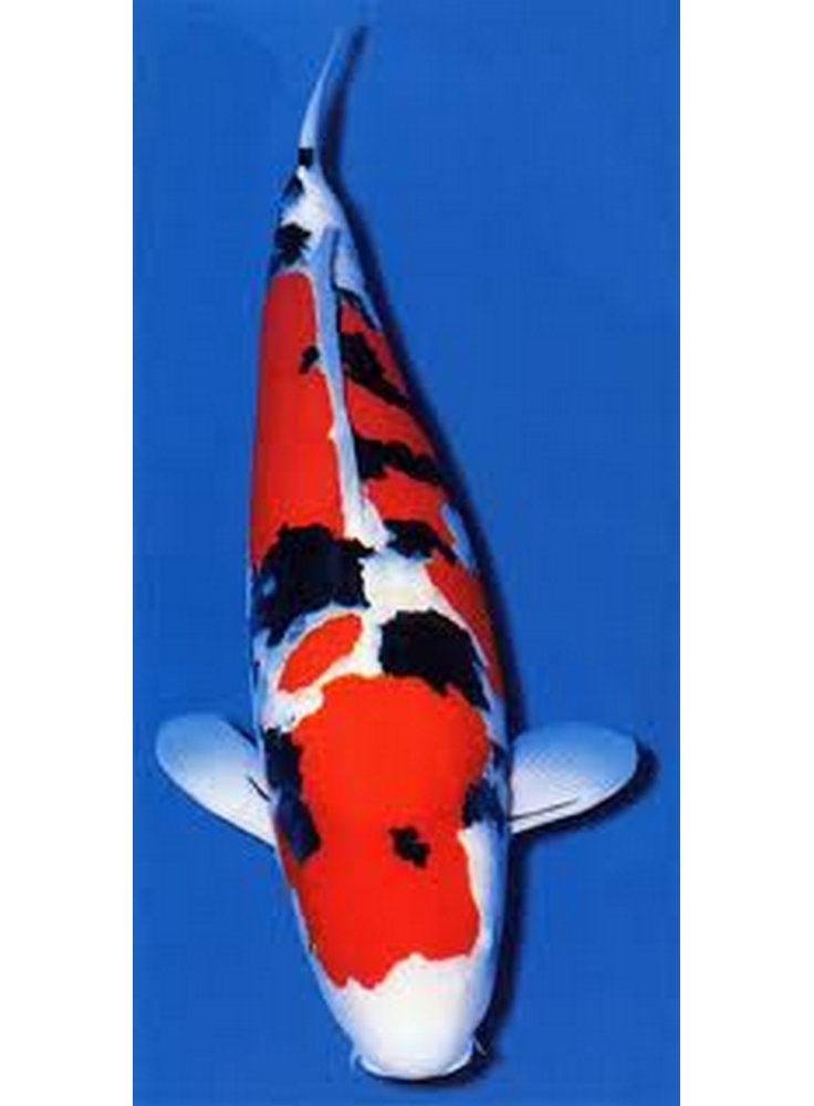 Carpa Koi Sanke 12-14 cm N° 1 esemplare