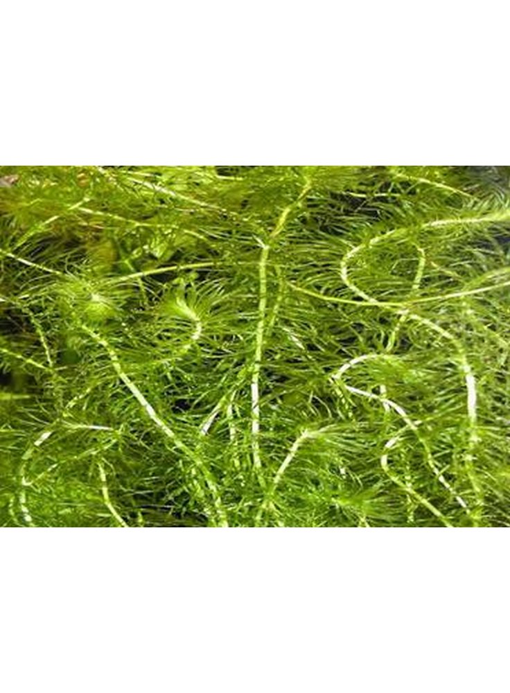 Piante ossigenanti per laghetto assortimento 3 pz