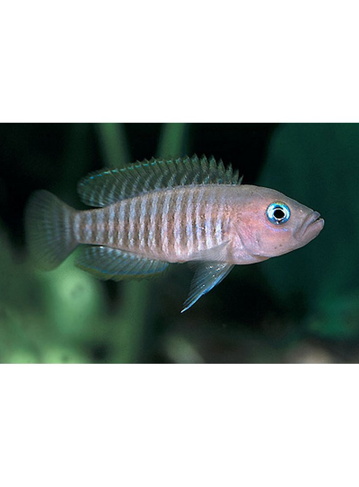 Lamprologus Multifasciatus ml n. 1 Esemplare