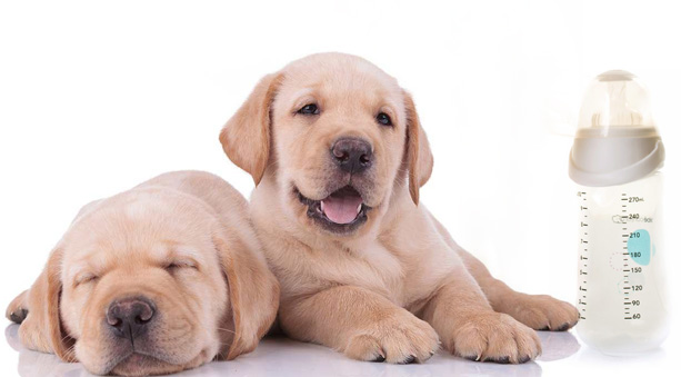 Latte per cuccioli