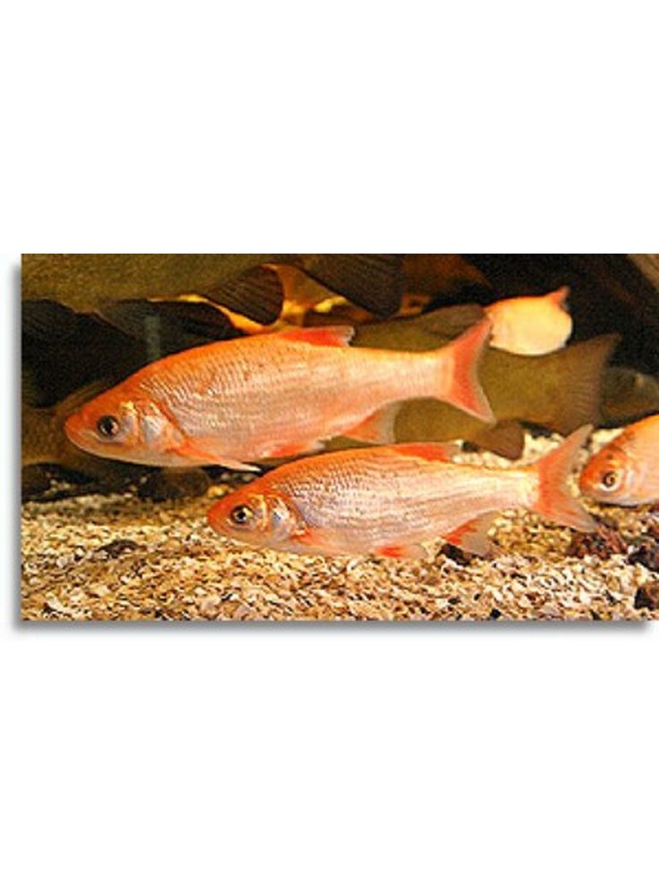 Leuciscus Idus Gold (Mangia Alghe) 8-10 cm