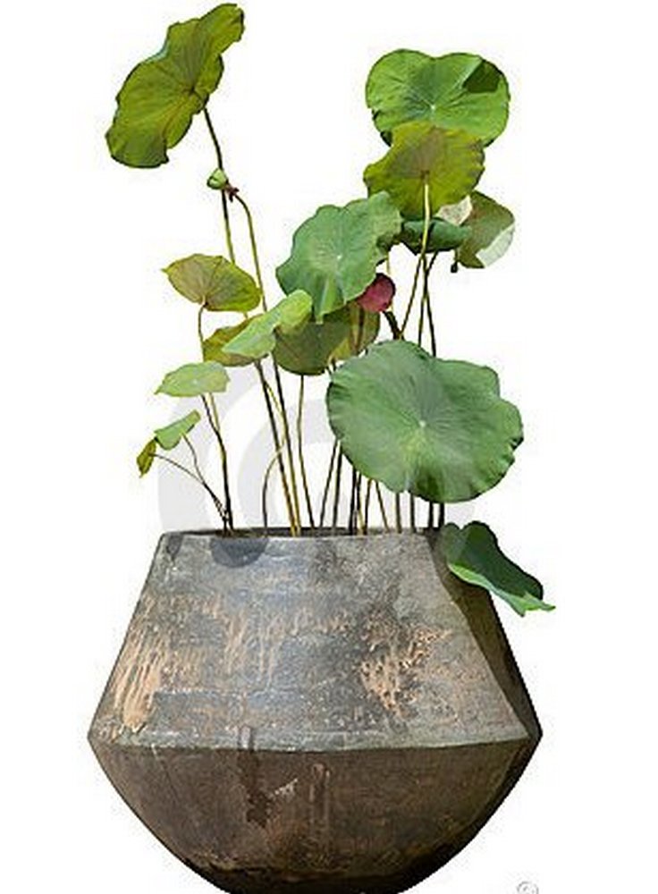 loto-grande-vaso-17600426