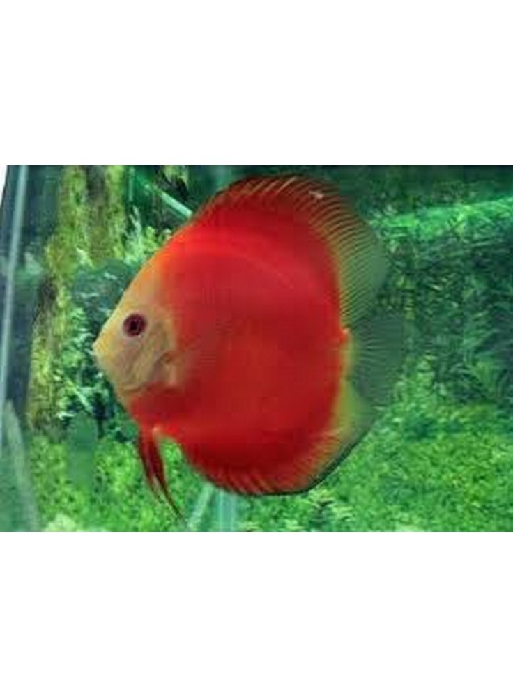 Discus Marlbro Red 8 cm n. 1 Esemplare