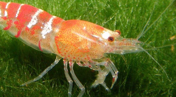 Mangimi per gamberetti