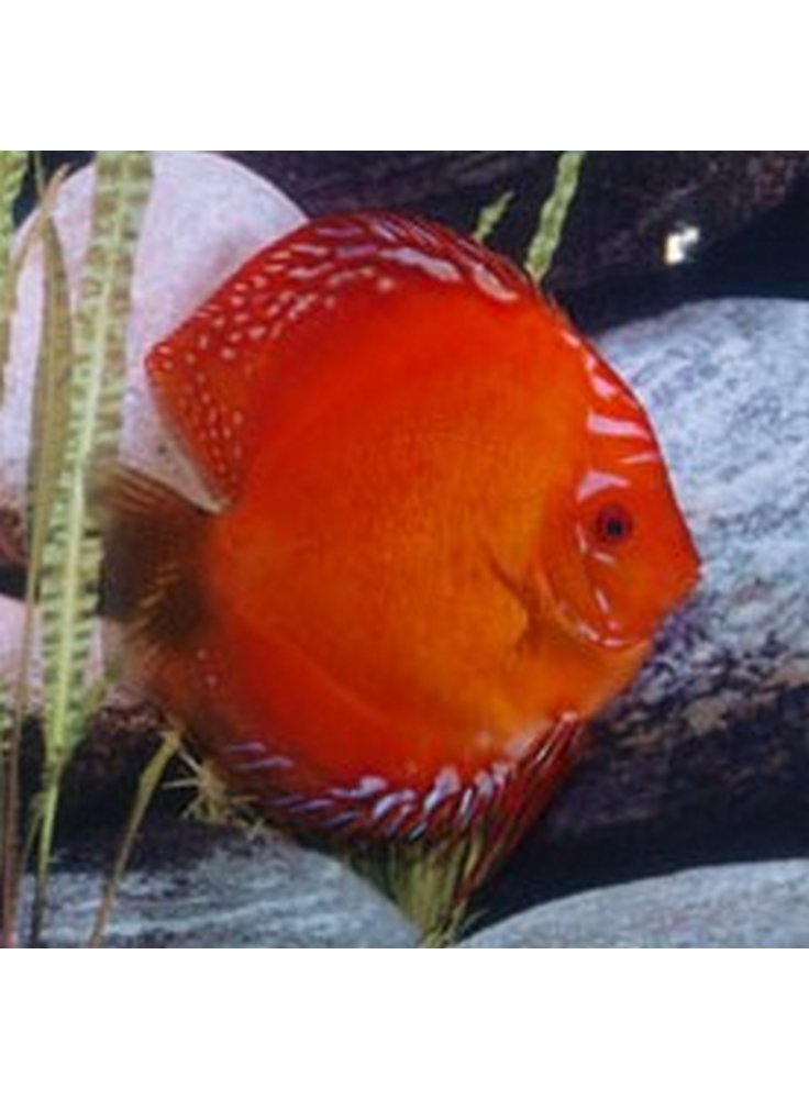 Discus Marlboro Red 6,5 cm n. 1 Esemplare