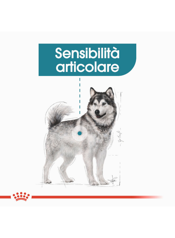 maxi-joint-care-cane-royal-canin-2