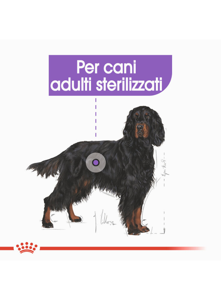 maxi-sterilised-cane-royal-canin-2