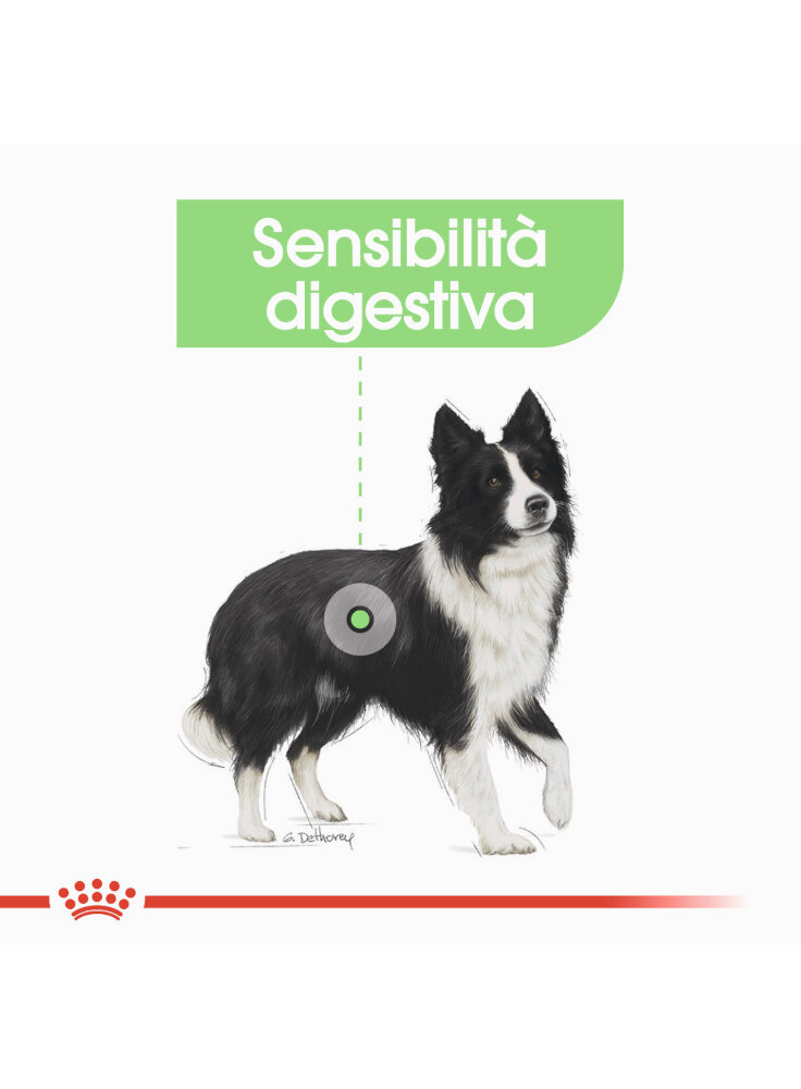 medium-digestive-care-cane-royal-canin-2