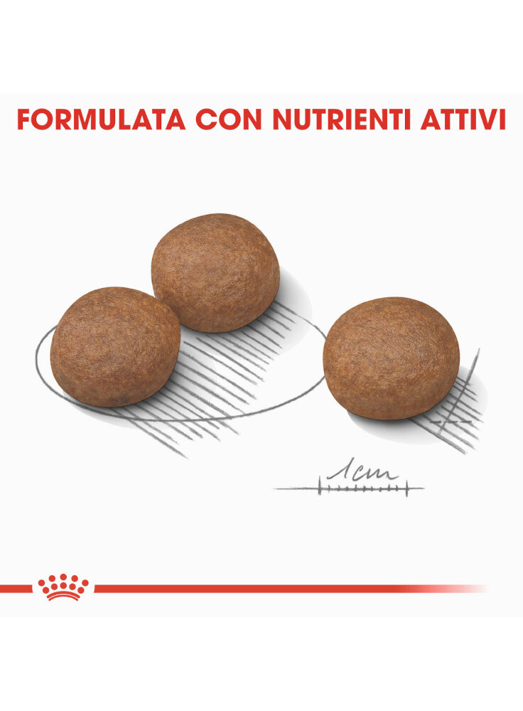 medium-digestive-care-cane-royal-canin-4