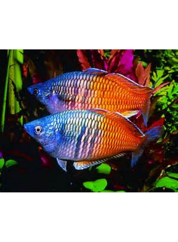 Melanotaenia Boesemanni Super Color ml (Pesce Arcobaleno) n. 4 Esemplari