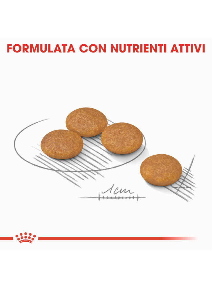 mini-dermacomfort-cani-1-10-kg-royal-canin-4