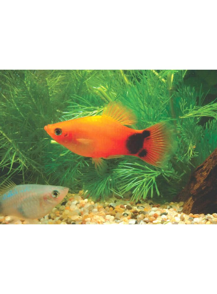Platy red mickey mouse