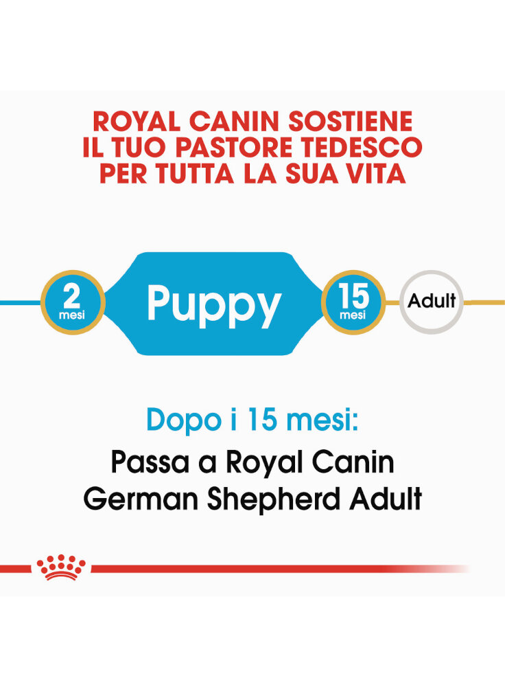 pastore-tedesco-german-shepherd-junior-royal-canin-1