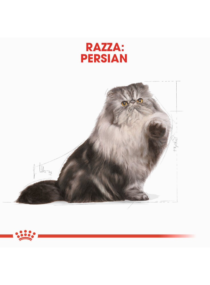 persian-royal-canin-1