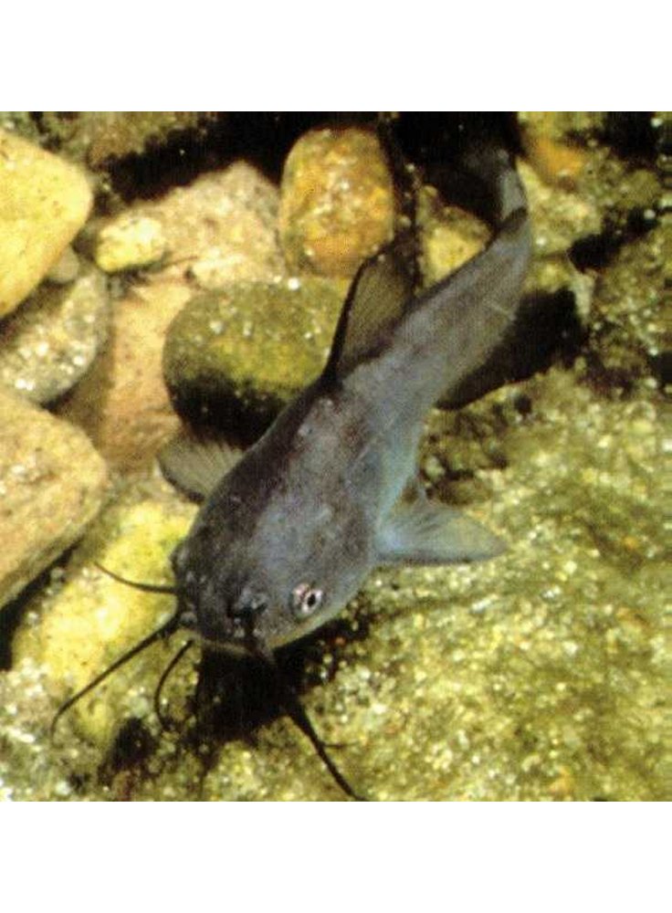 Pesce gatto 4-6 cm