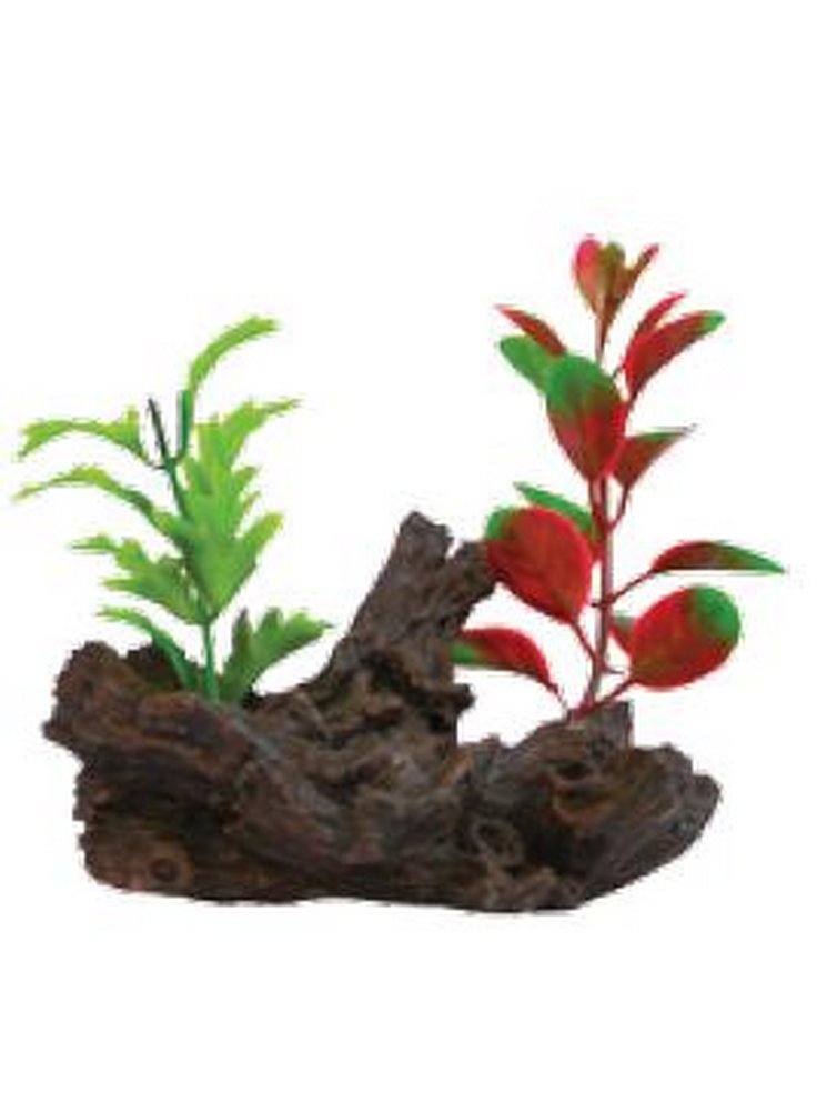 Pianta decorativa per acquari e terrari phytos lygnum 2