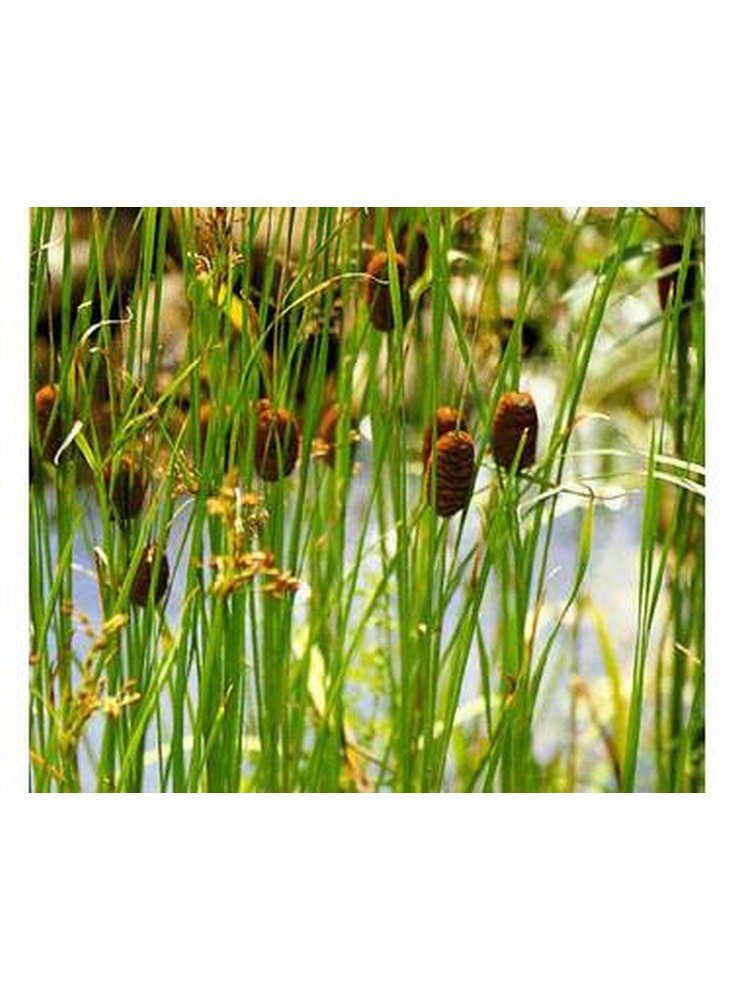 pianta-typha-minima-2_1_prs4