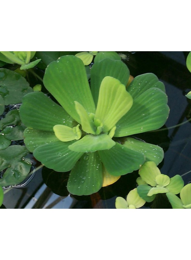 Assortimento 10 mini Pistia stratiotes piante laghetto