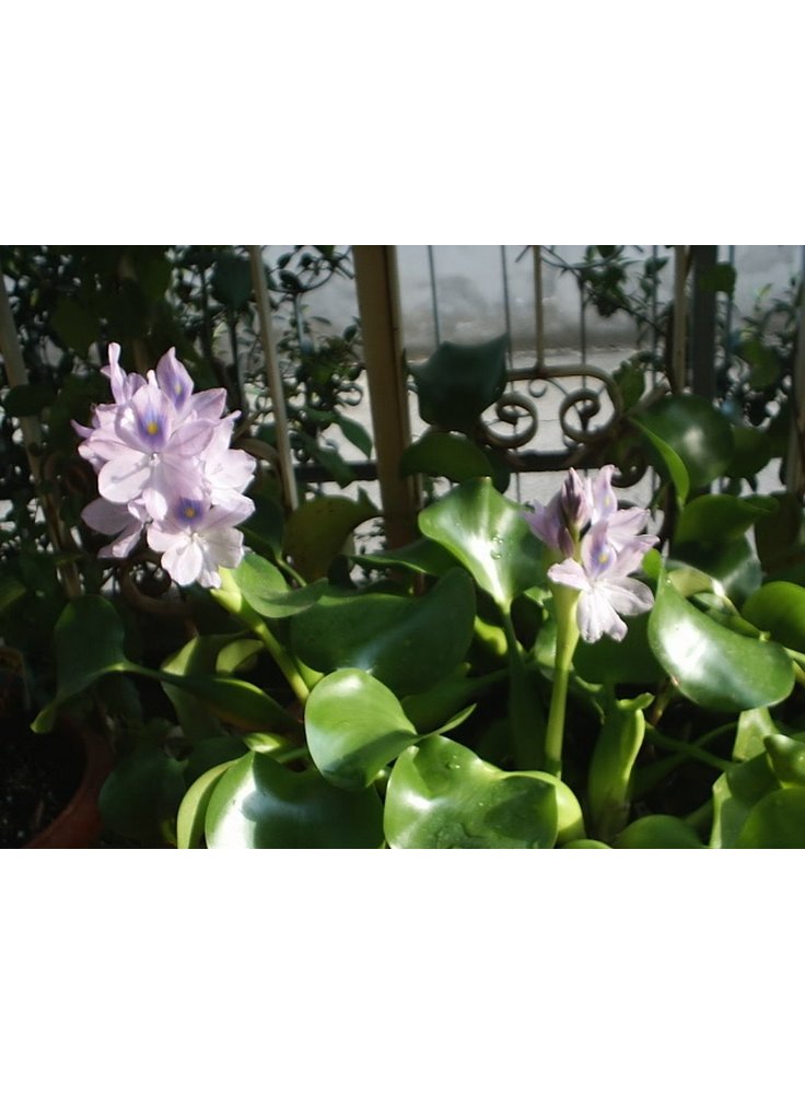 Assortimento 6 eichornia crassipes pianta galleggiante