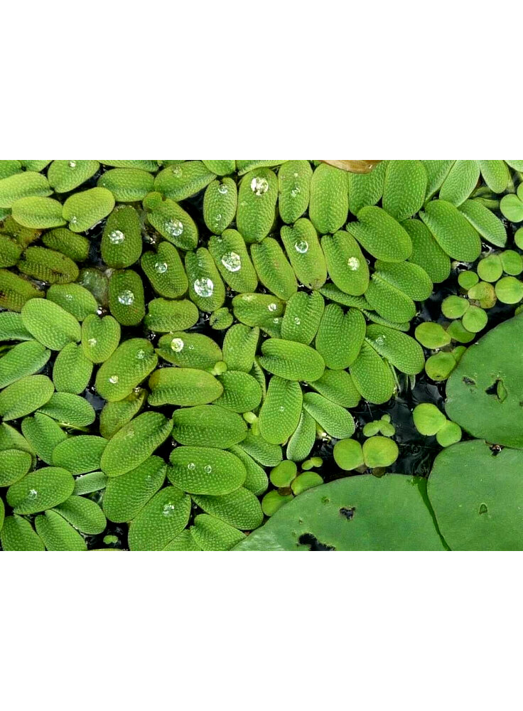 Salvinia Natans pianta galleggiante laghetto porzione 5x5cm