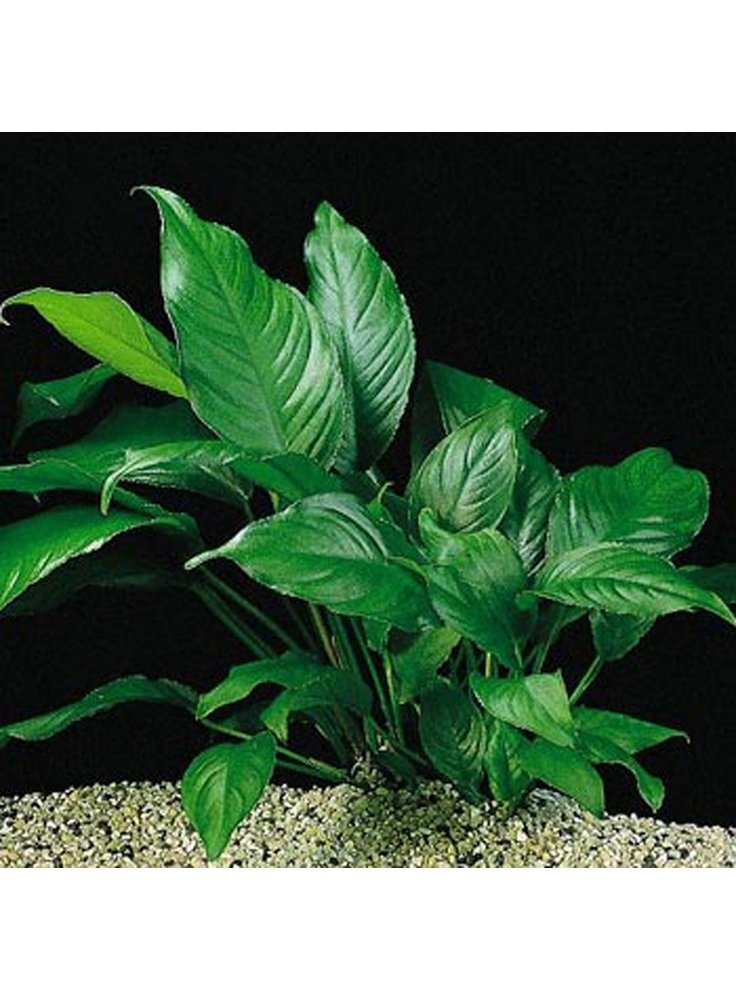 Assortimento 3 Anubias