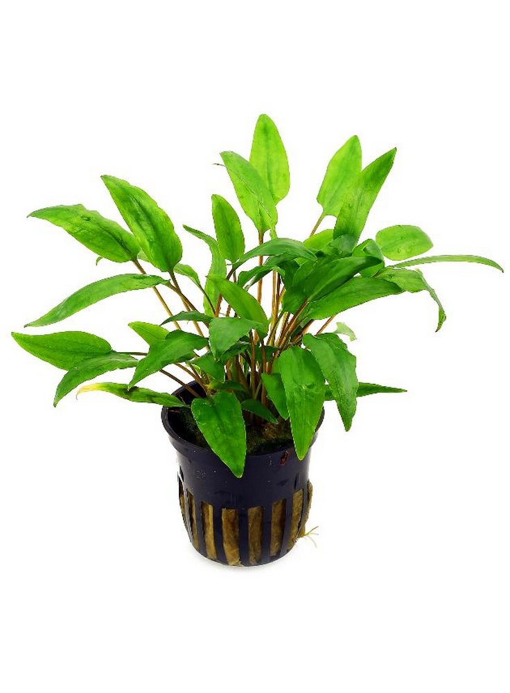 Assortimento 3 cryptocoryne