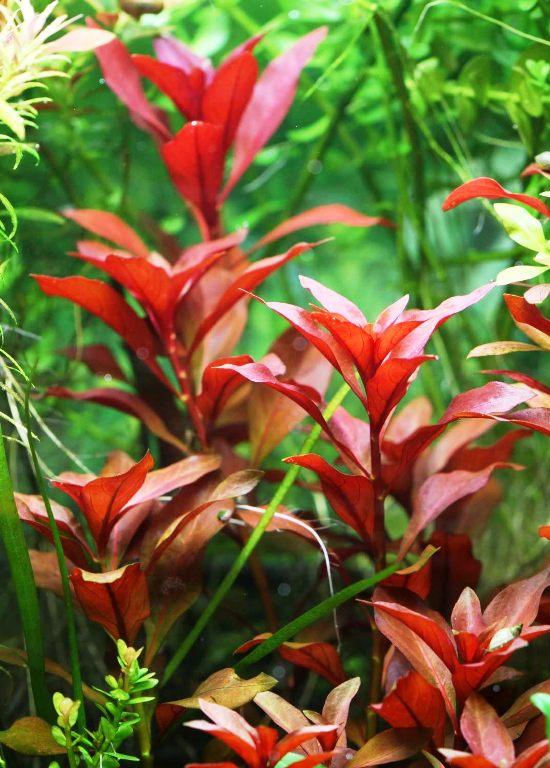 Ludwigia red piantina acquario Piante petingros €18.25