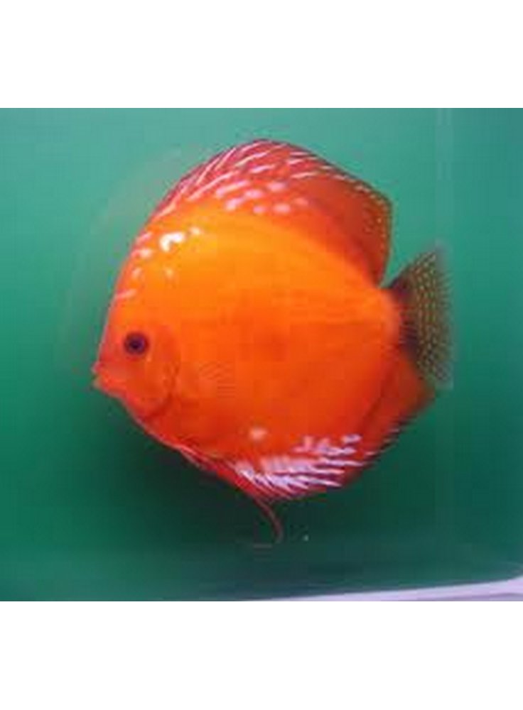 Discus Pigeon Blood 6,5 cm n. 1 Esemplare