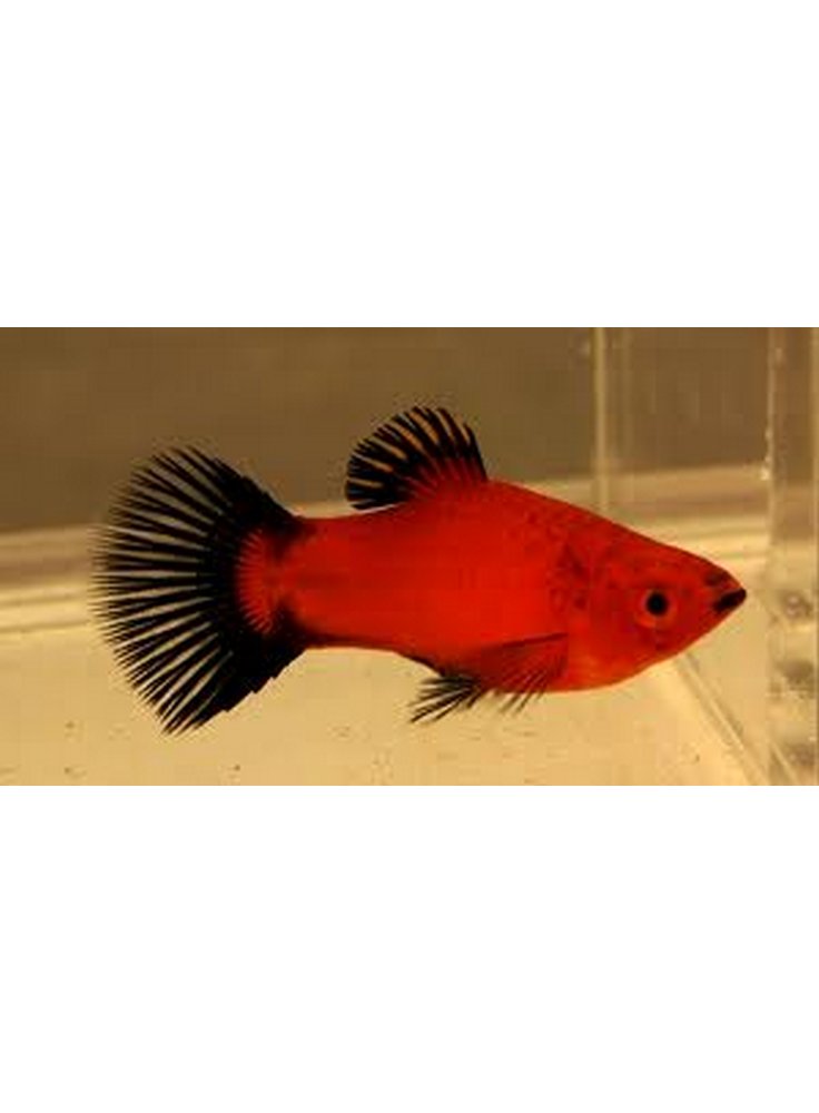 Platy Red Wag lg n. 4 Esemplari