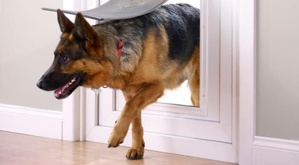 Porte per cani