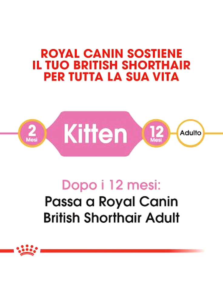 rc_fbn_kittenbritishshorthair_cv1_001_italy_italian__3