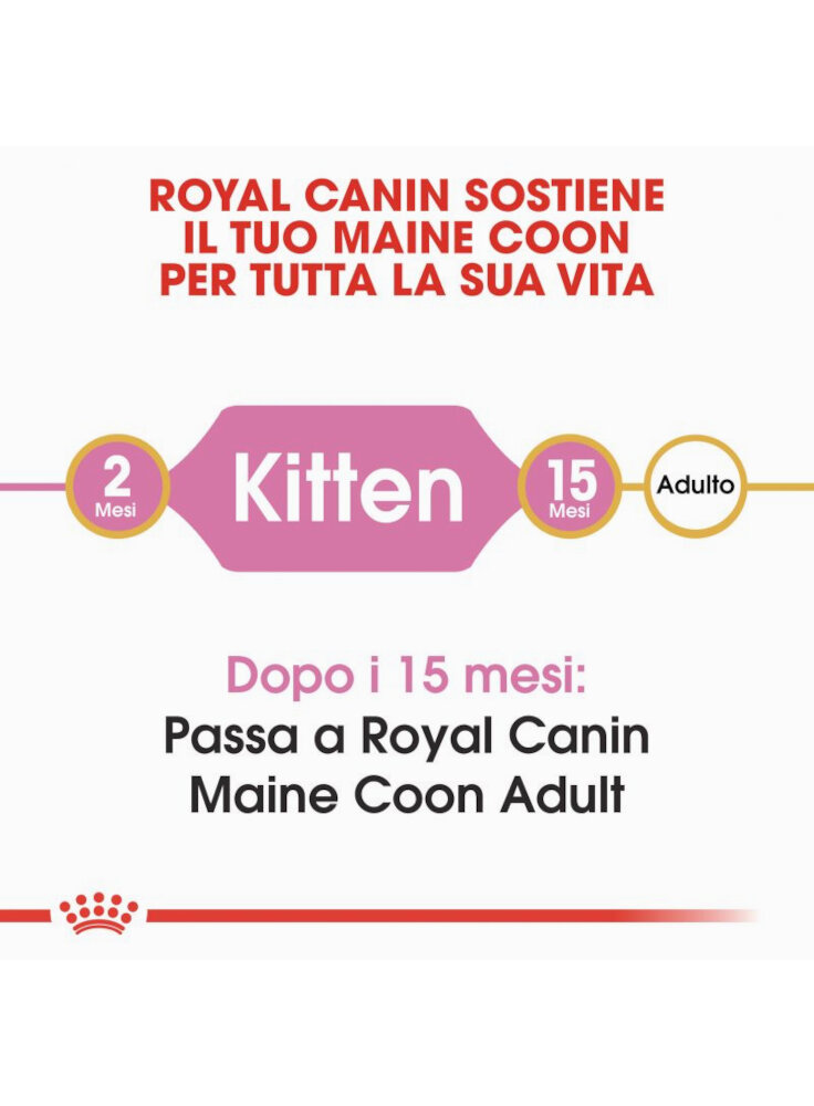 rc_fbn_kittenmainecoon_cv1_002_italy_italian__3
