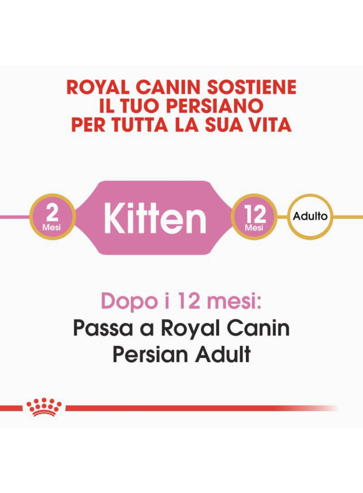 rc_fbn_kittenpersian_cv1_000_italy_italian__6