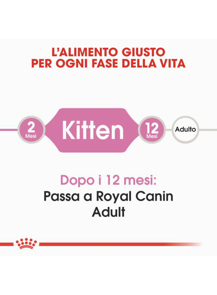 rc_fhn_kitten_cv1_003_italy_italian__2