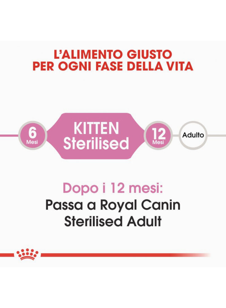 rc_fhn_kittensterilised_cv1_005_italy_italian__0