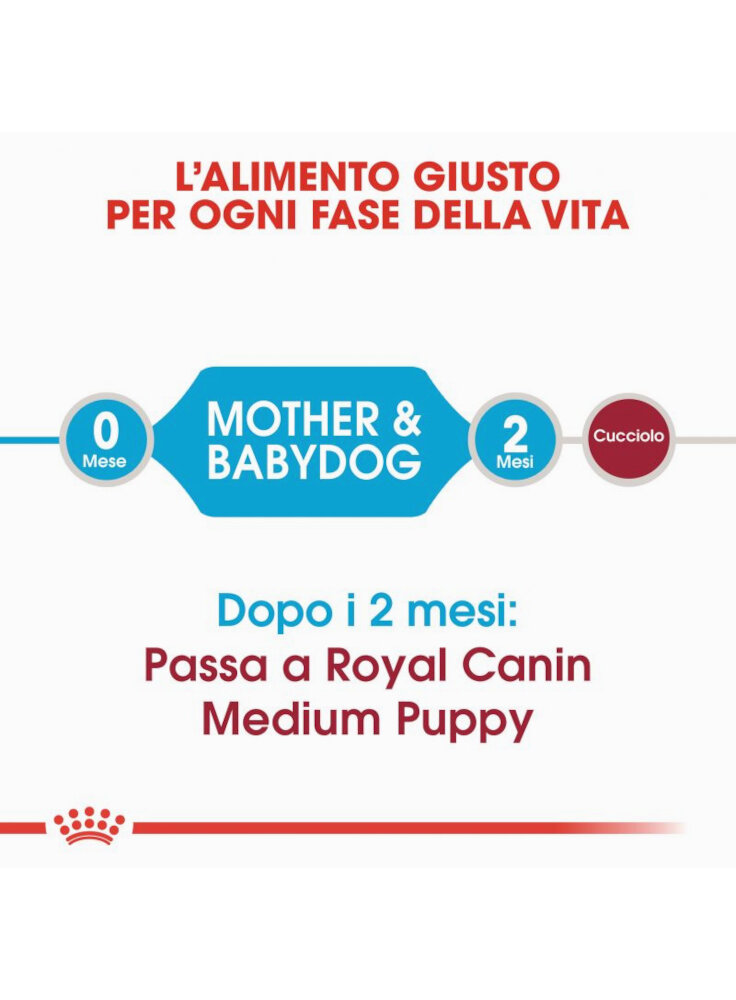 rc_shn_puppy_medium_starter_mother_babydog_cv1_011_italy_italian__4