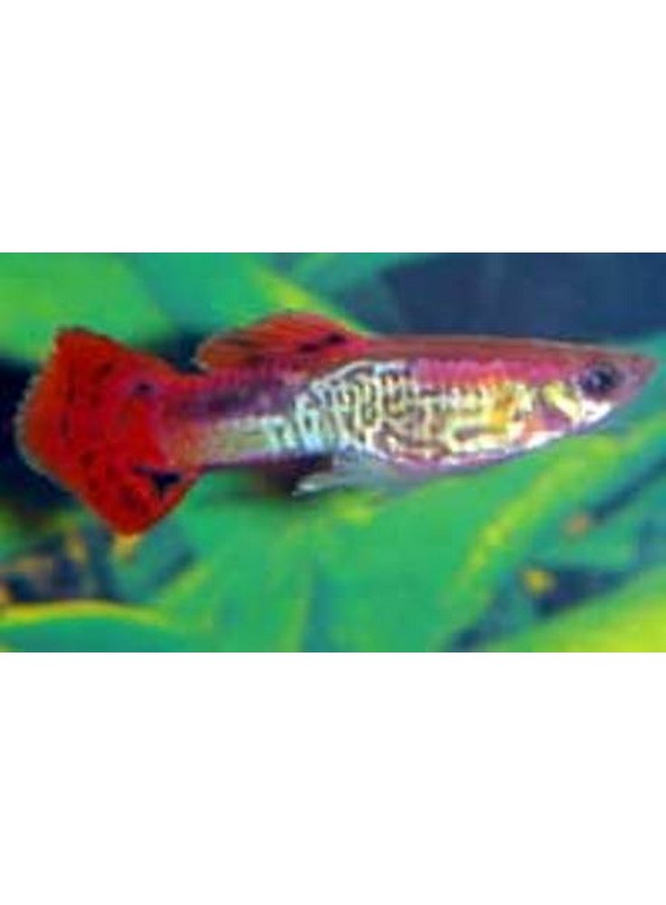 Guppy red rainbow