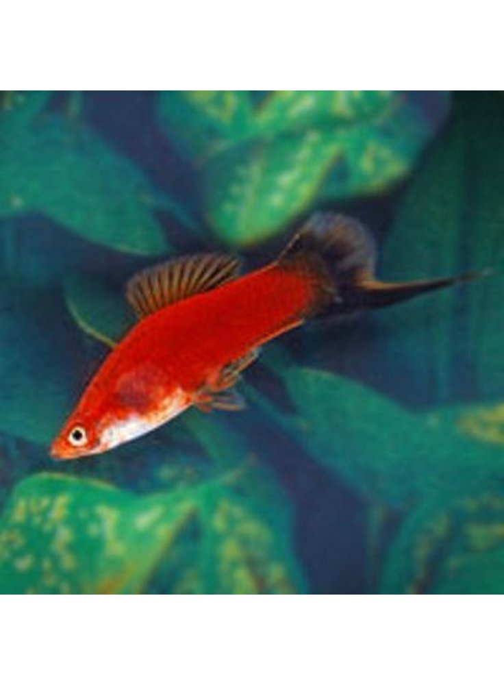 xiphophorus helleri red wag