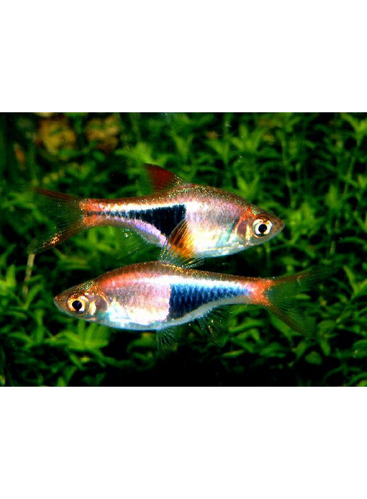 Rasbora Heteromorpha ml n. 10 Esemplari