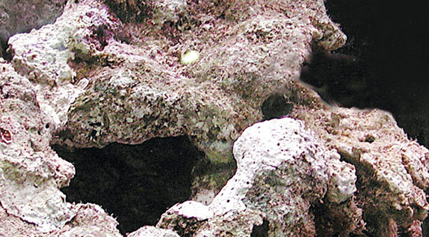 Rocce vive per acquario