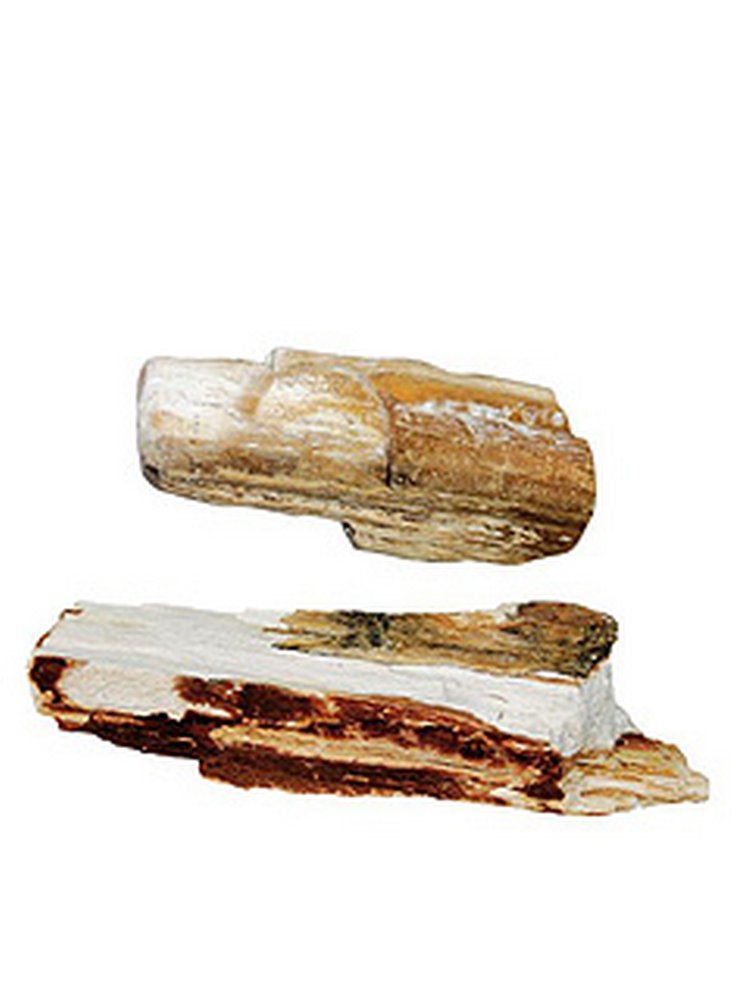 Legno fossile per acquario al pz