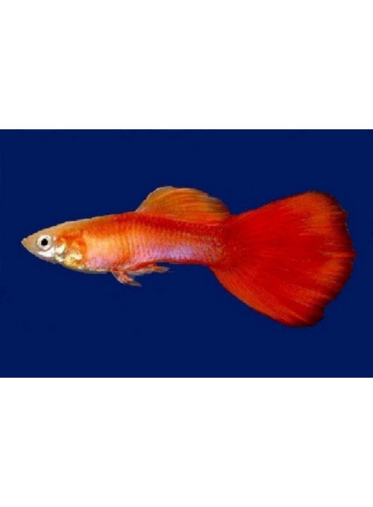 Guppy rosa gold