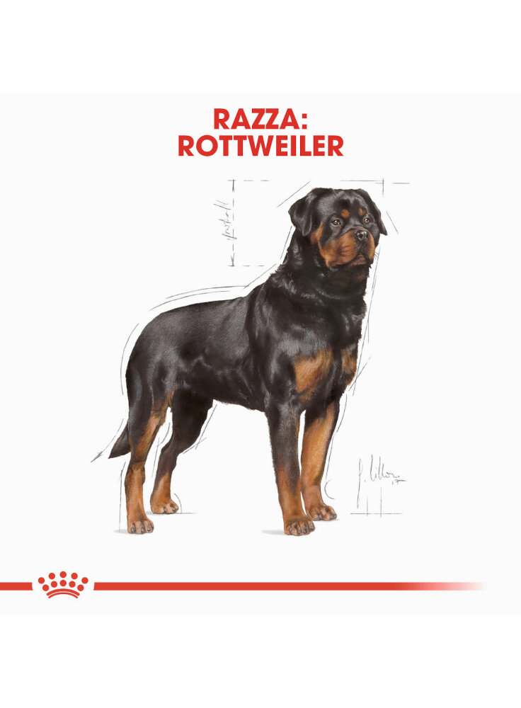 rottweiler-adult-royal-canin-1