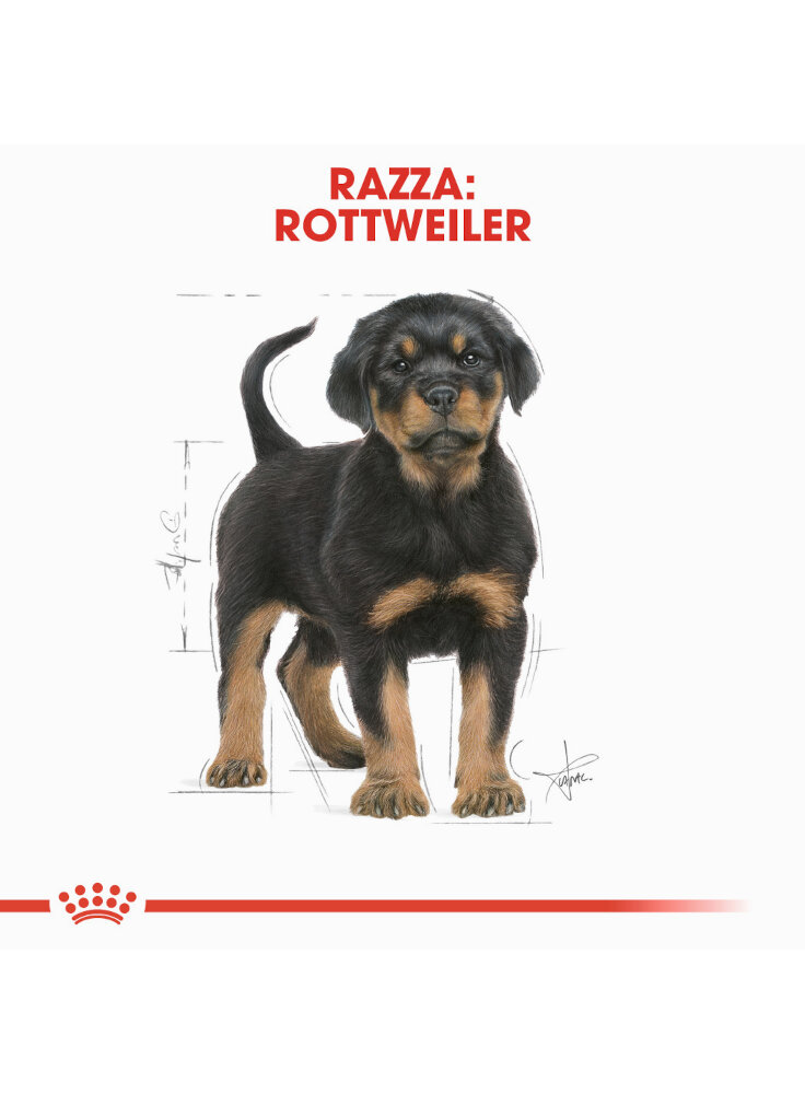 rottweiler-puppy-royal-canin-12kg-4