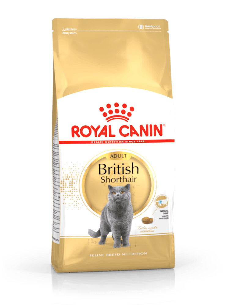 British Shorthair Royal Canin