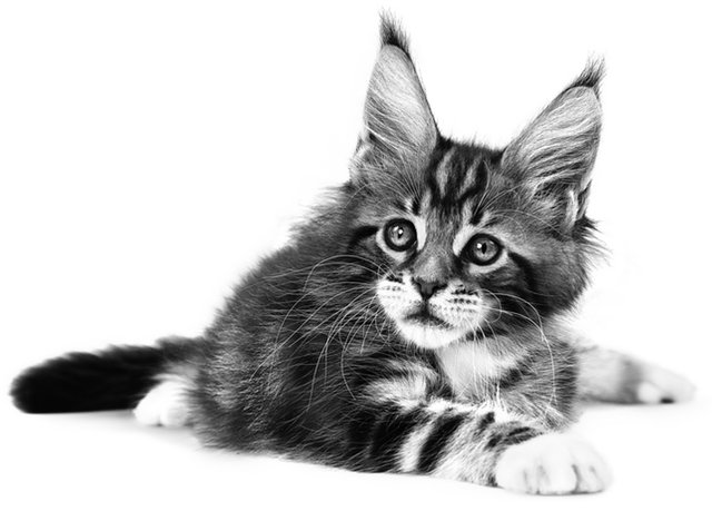Nutrizione salute per gattini