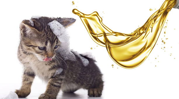 Shampoo per gatti