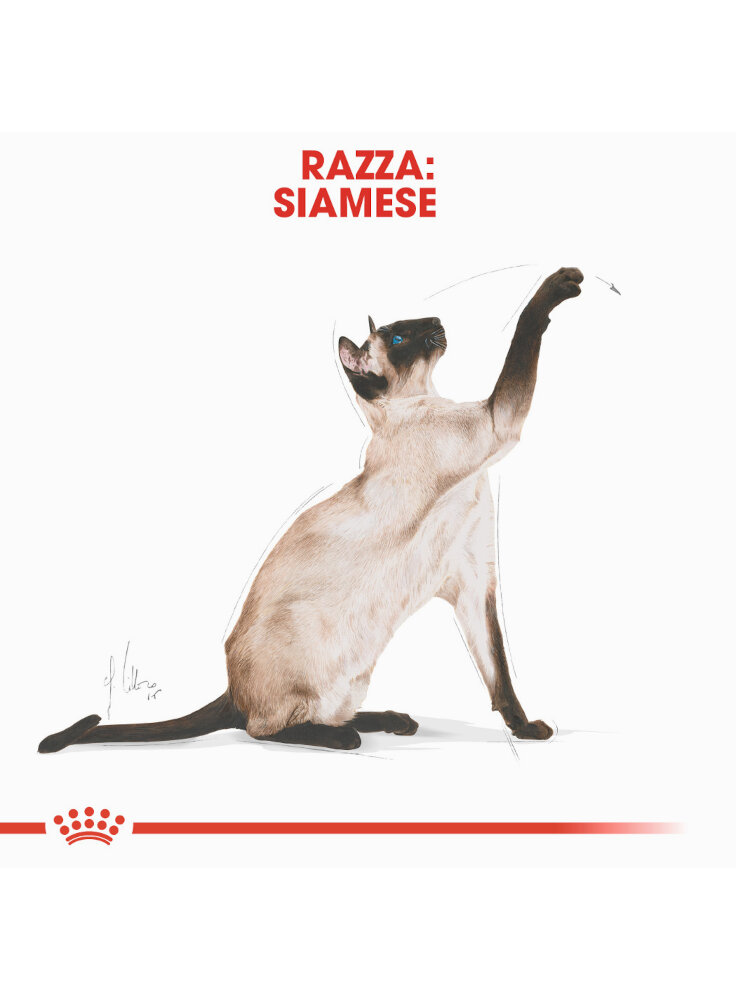 siamese-royal-canin-1