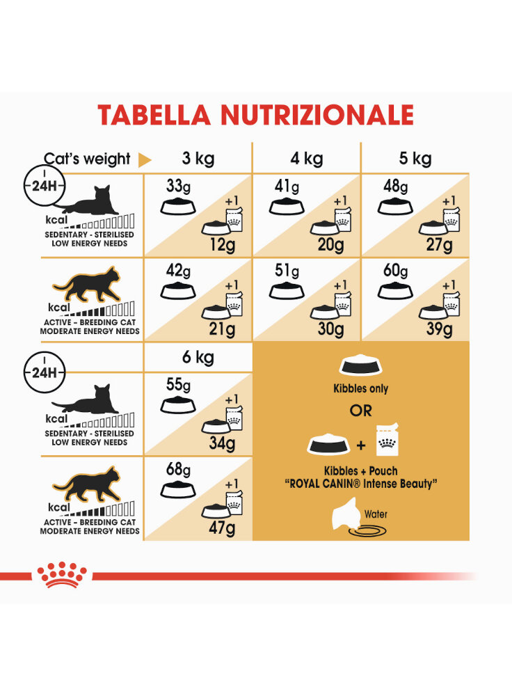 siamese-royal-canin-4